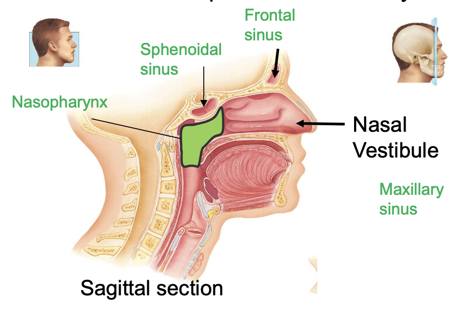 <p>paranasal sinuses and nasopharynx</p>