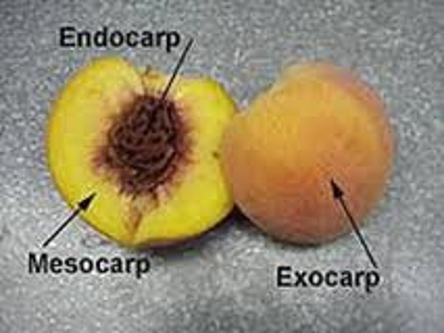 <p>Pericarp is divided into 3 layers.</p><p>Endocarp (pit) - is hard, filled with sclereids) to protect single seed</p><p>Mesocarp - dry husk outside</p><p>exocarp - fleshy skin outside</p>