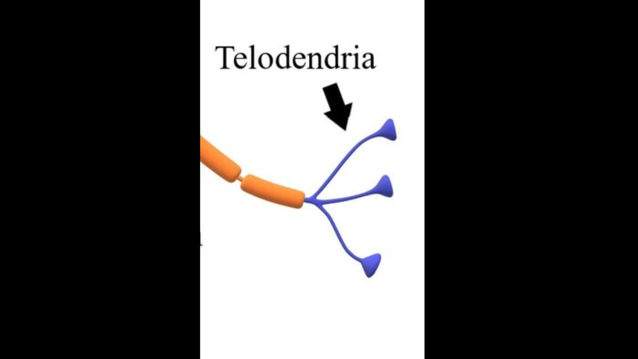 <p>tips of telodendria </p>