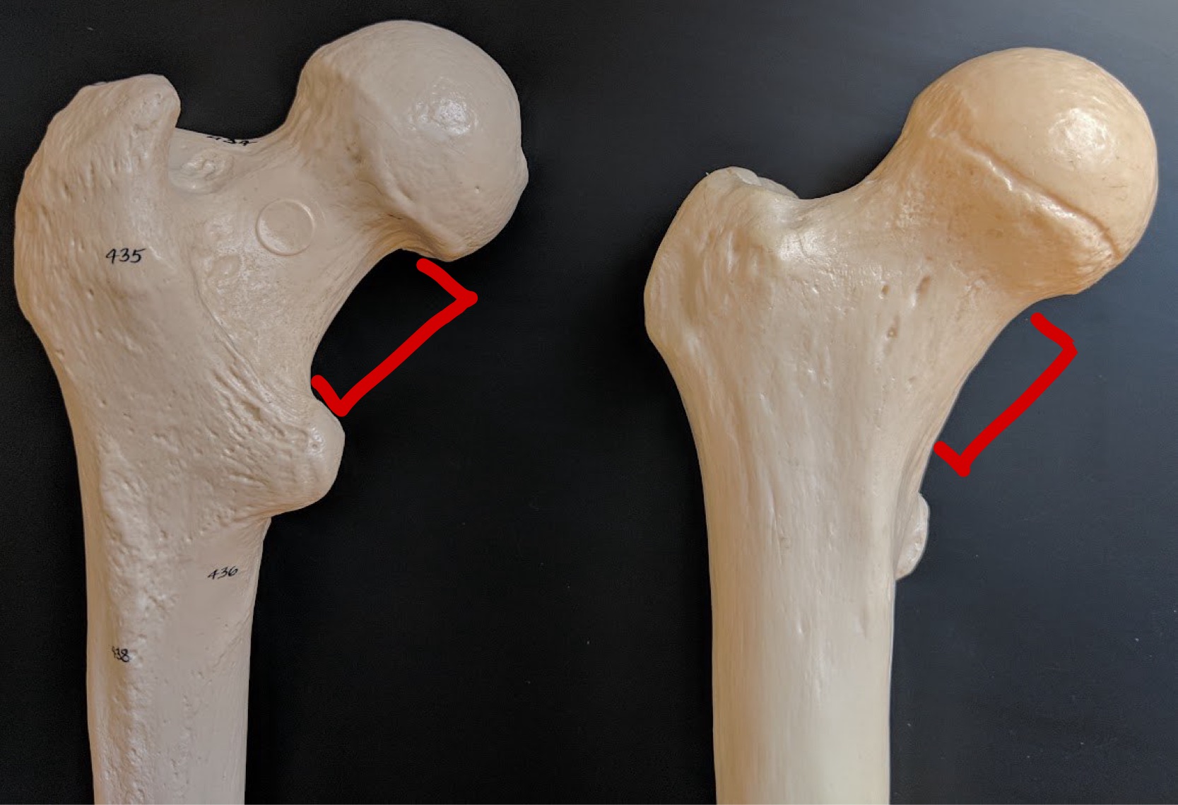 <p>Name this structure</p>