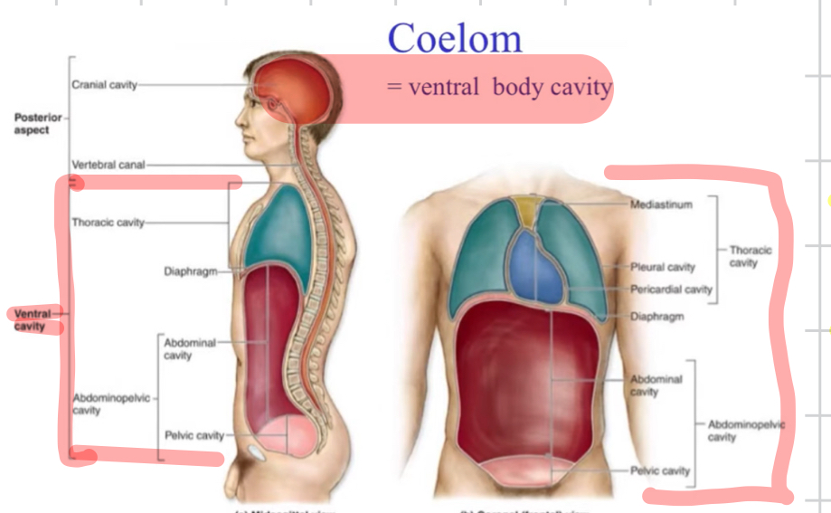 <p>A fluid-filled body cavity completely lined by mesoderm, housing internal organs.</p><p>another name for ventral cavity</p><ul><li><p>the ventral body cavity( thoracic &amp; abdominalpelvic) </p></li></ul>