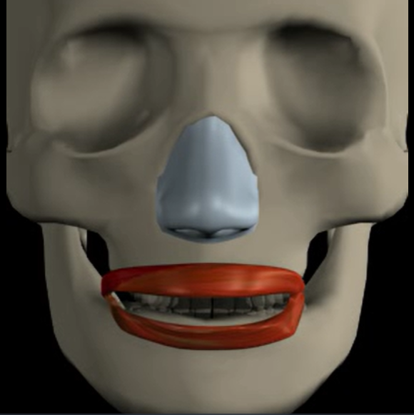<p>Function: closes, protrudes lips</p><p>Origin: fibers surrounding mouth</p><p>Insertion: skin of lips</p>