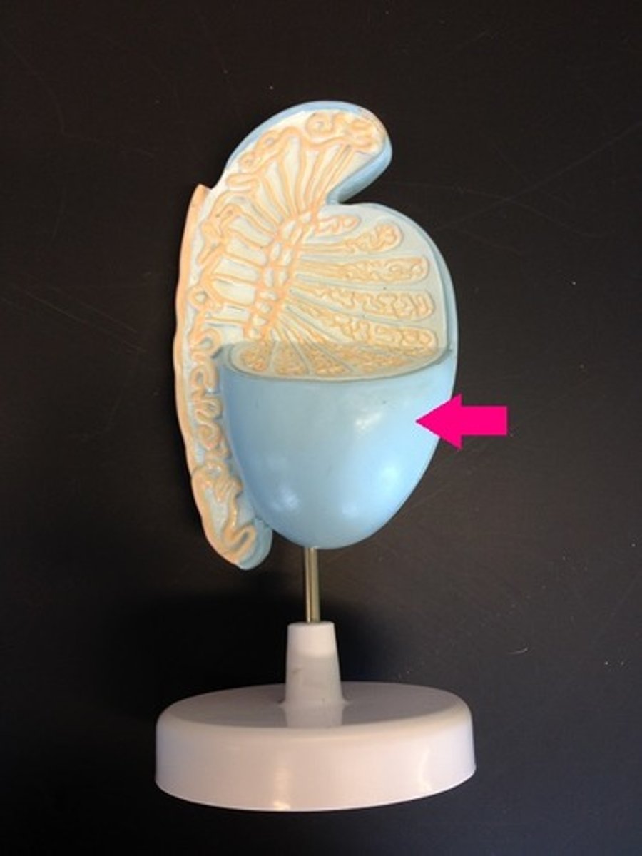 <p>Identify the organ.</p>