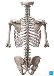 <p>Co je toto za sval? A funkce?</p>