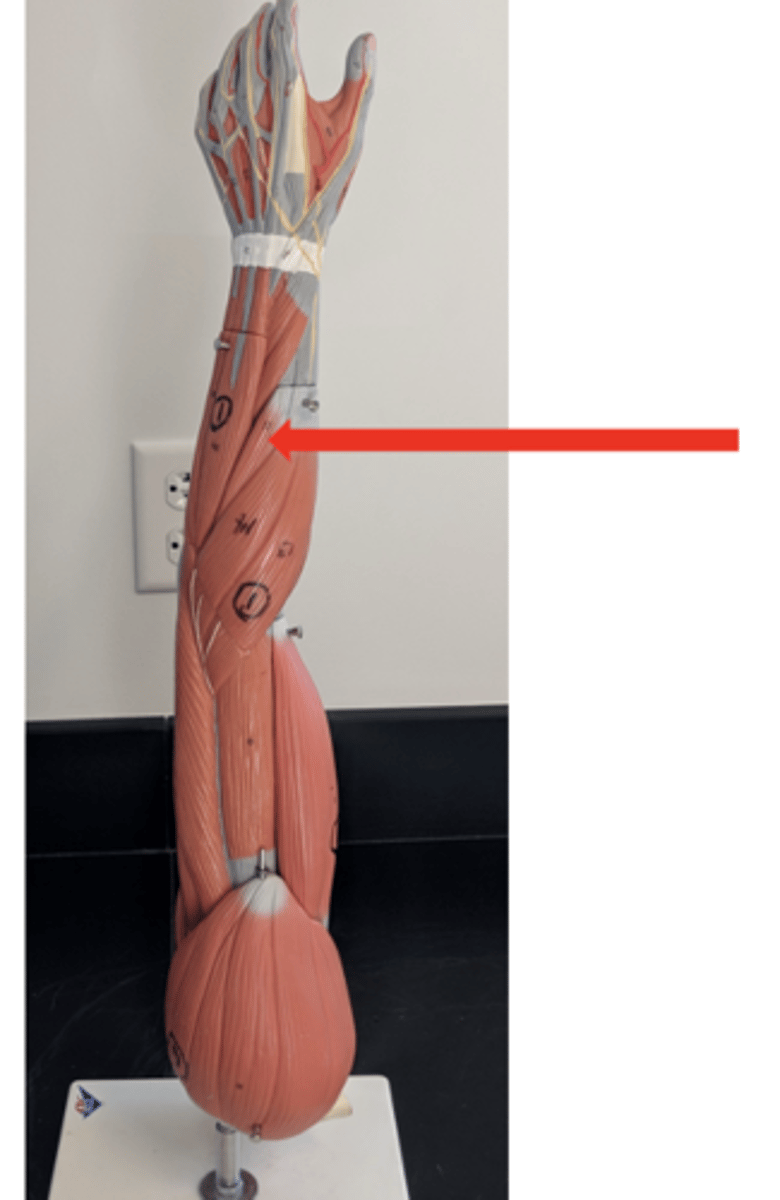 <p>what is this?</p>