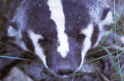 <p>Badger</p>