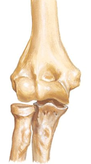 <p>What are the <strong>articulations</strong> of the Humeroulnar joint?</p>