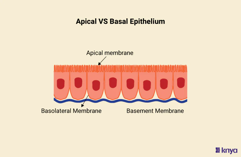 <p>an upper free surface exposed to the body exterior or the cavity of an internal organ</p>