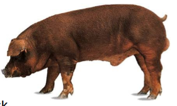 <p><span style="color: rgb(17, 16, 16);">Origin: USA</span></p><p><span style="color: rgb(17, 16, 16);"><span>Color: Red or black</span></span><span style="color: rgb(17, 16, 16);"><br></span><span style="color: rgb(17, 16, 16);"><span>Body: Floppy Ears</span></span><span style="color: rgb(17, 16, 16);"><br></span><span style="color: rgb(17, 16, 16);"><span>Repro: Quick growth, deep body, broad ham and shoulder, and a quiet disposition</span></span></p>