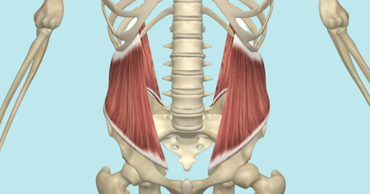 <p>Side of abs; </p><p>diagonal fibers </p><p>“Oblique = slanted”</p>