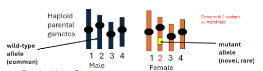 <ul><li><p><span style="background-color: transparent; font-family: &quot;Helvetica Neue&quot;, sans-serif;">Each parent contributes one <strong>haploid (n) gamete</strong> (one copy of each chromosome)</span></p></li><li><p><span style="background-color: transparent; font-family: &quot;Helvetica Neue&quot;, sans-serif;">Female × Male → F1 (1st filial generation)</span></p><ul><li><p><span style="background-color: transparent; font-family: &quot;Helvetica Neue&quot;, sans-serif;">By convention, <strong>female parent is listed first</strong> in a genetic cross</span></p></li></ul></li></ul><p></p>
