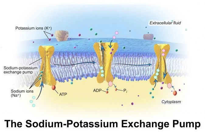 <p>Carrier Proteins that move substances form areas of low concentration to areas of high concentration<br><br>Ex: Sodium-Potassium Pump</p>