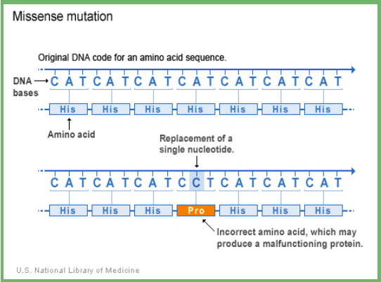 <ul><li><p>&nbsp;point mutation which results in a different amino acid being inserted</p><ul><li><p><u>Conservative</u>: similar amino acid is substituted for original (ex: hydrophobic AA for a hydrophobic AA)</p></li><li><p><u>Non-conservative</u>: the changed amino acid is significantly different from the original which may affect protein structure/function</p></li></ul></li></ul><p></p>