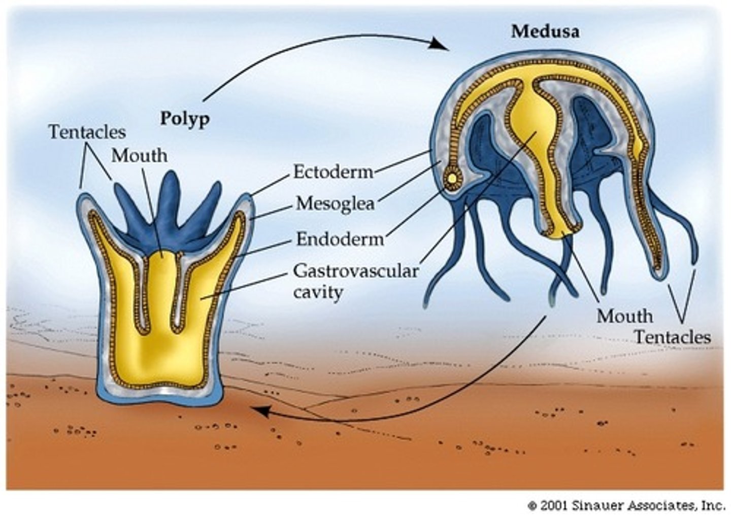 <p>Tubular animals that most often reside in shallow marine waters</p><p>• Tissue level of organization; Diploblastic</p><p>• Radial symmetry</p><p>• Polyp and medusa body forms</p><p>• Specialized stinging cells (cnidocytes)</p><p>- Fluid-filled capsule (cnidae), with nematocyst</p><p>• Two-layered body sac</p><p>-Outer layer - Protective epidermis</p><p>- Inner layer - Gastrovascular cavity</p><p>Nerve net found throughout body</p>