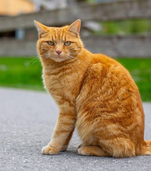 <p>había</p><p>Había un gato en la casa</p><p>Normally cats live in houses </p>