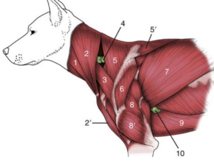 <p>(5’) thoracic, flat, dorsal, triangular muscle, caudal to acromiotrapezius</p><p>Origin: dorsal spinous process of the thoracic vertebrae</p><p>Insertion: spine of the scapula</p><p>Function: dorsal and slight caudal movement of the scapula - aids in advancing the forelimb</p>