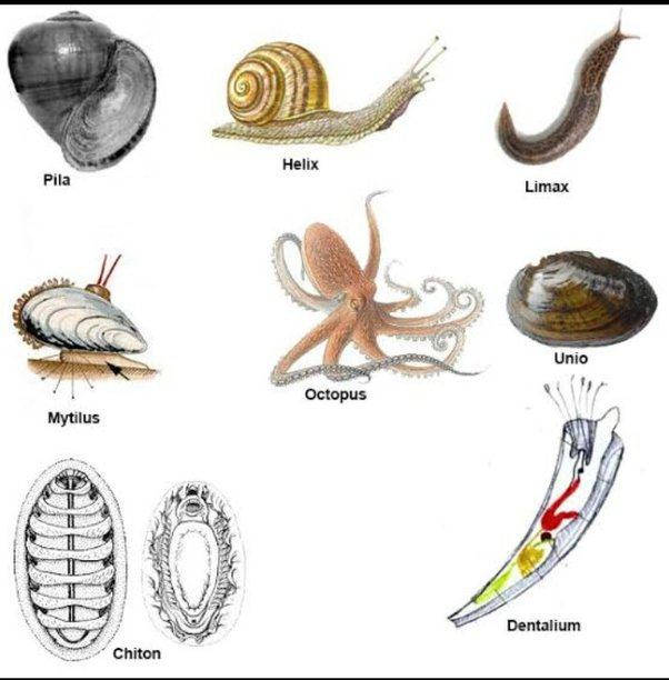 <p><strong>Mollusca (Mollusks)</strong></p>