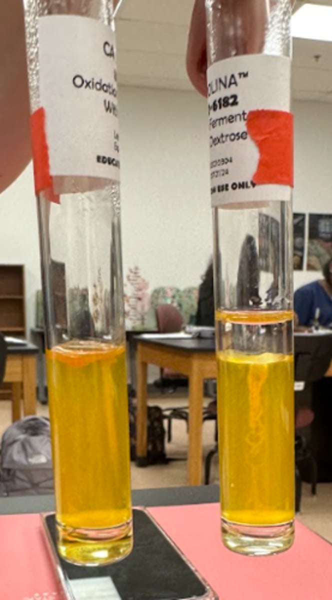 <p>What does 2 yellow tubes mean</p>