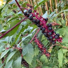 <p>Pokeweed</p>