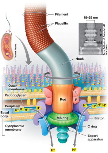 
1. Flagellin – one protein type stuck together – hollow tube.
2. Hook – single protein – attaches to motor (basal body) – hollow tube.
3. Motor – 

   
   1. L ring (in outer membrane – LPS layer), P ring (peptidoglycan ring): both don’t move and keep stability
   2. MS ring (membrane supra = inner membrane, one on top), C ring (cytoplasm): both spin, like a revolving door (rotor) (interact with stator (Mot A and Mot B proteins)
4. Motor force – H protons to outside, charge separation, potential energy, H protons to inside (spin rings) transfer movement      