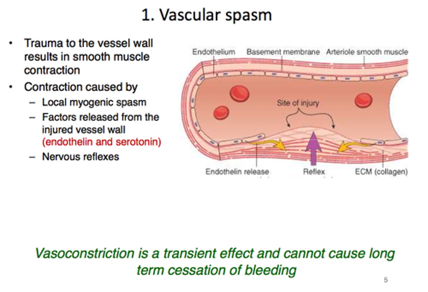 <p>immediate response to blood vessel injury; results in constriction</p>