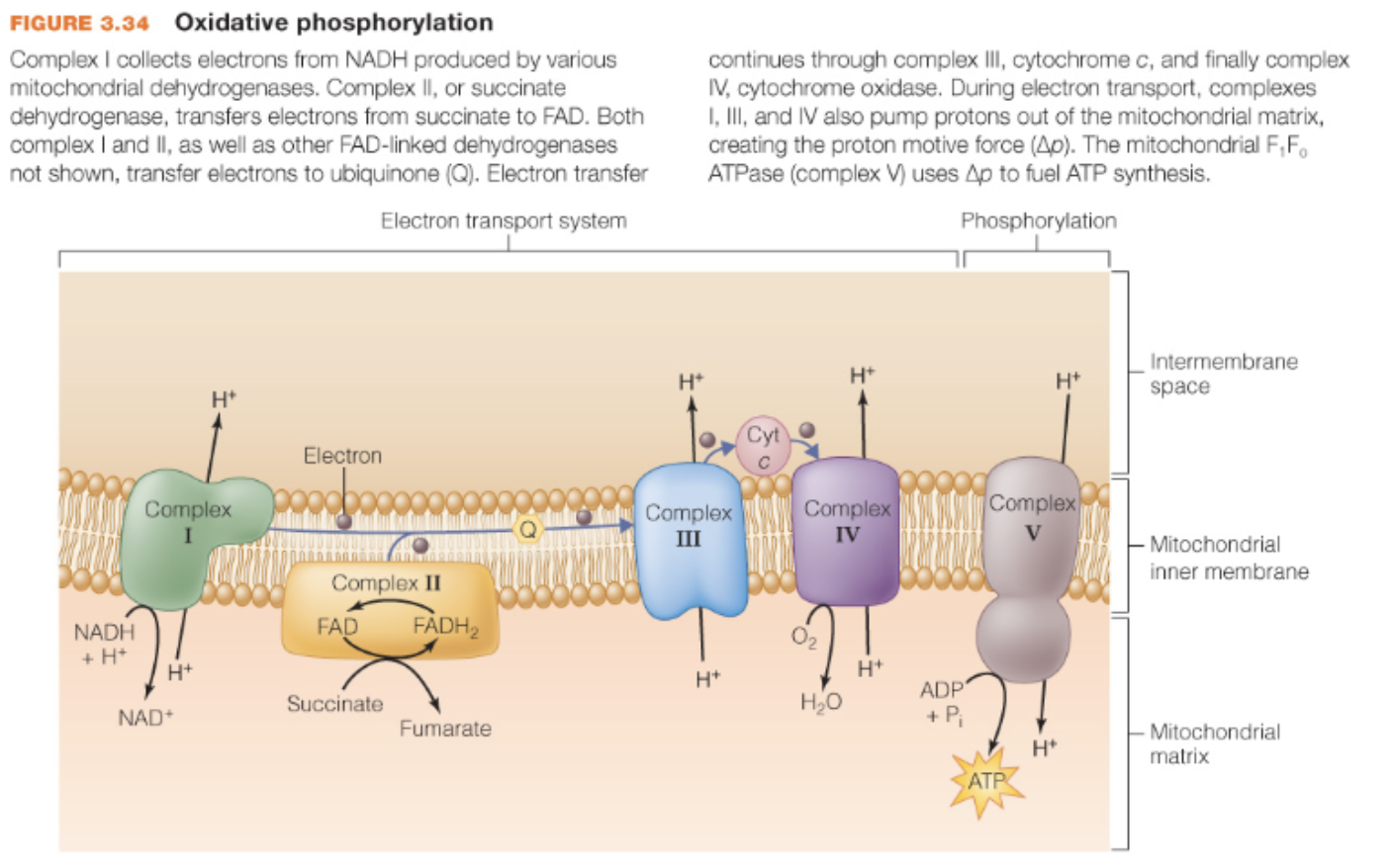 <p>Complex I collects electrons from NADH produced by various mitochondrial dehydrogenases</p><p>Complex II, or succinate dehydrogenase, transfers electrons from succinate to FAD</p><p>Both complex I and II, as well as other FAD-linked dehydrogenases not shown, transfer electrons to ubiquinone (Q)</p><p>Electron transfer continues through complex III, cytochrome c, and finally complex IV, cytochrome oxidase</p><p>During electron transport, complexes I, III, and IV also pump protons out of the mitochondrial matrix, creating the proton motive force</p><p>The mitochondrial F1F0 ATPase (complex V) uses proton motive force to fuel ATP synthesis</p>