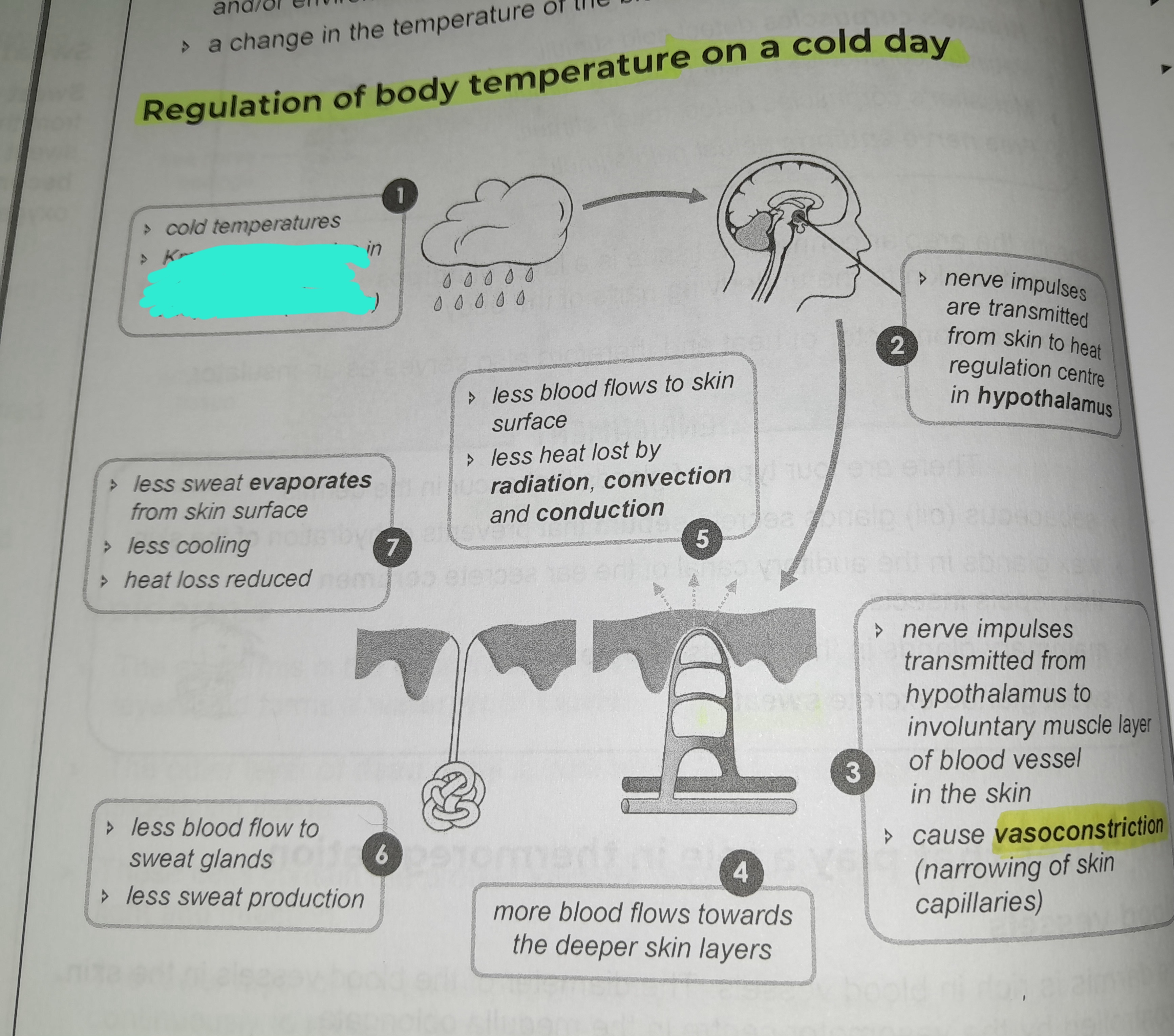 term image