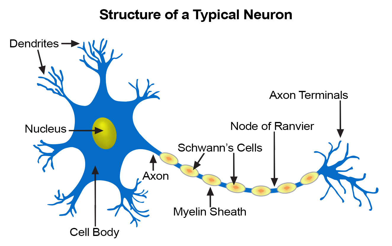 <p>Cells that conduct electrical impulses to coordinate body activities.</p><p>Long body (axon) - to rapidly carry nerve impulses to the brain</p><p>Dendrites - allows for communication between cells</p><p>Mitochondria rich - to fuel the rapid impulses</p>