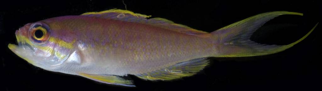 <p>reddish dorsally to pale ot silvery below</p><p>two yellow stripes on each side of the head</p><p>fem: short dorsal with short filaments, mottled anal fins, and pink pelvic fins</p><p>male: long dorsal fin filaments, yellow anal and and red pelvic fins</p><p>deeply forked caudal</p>