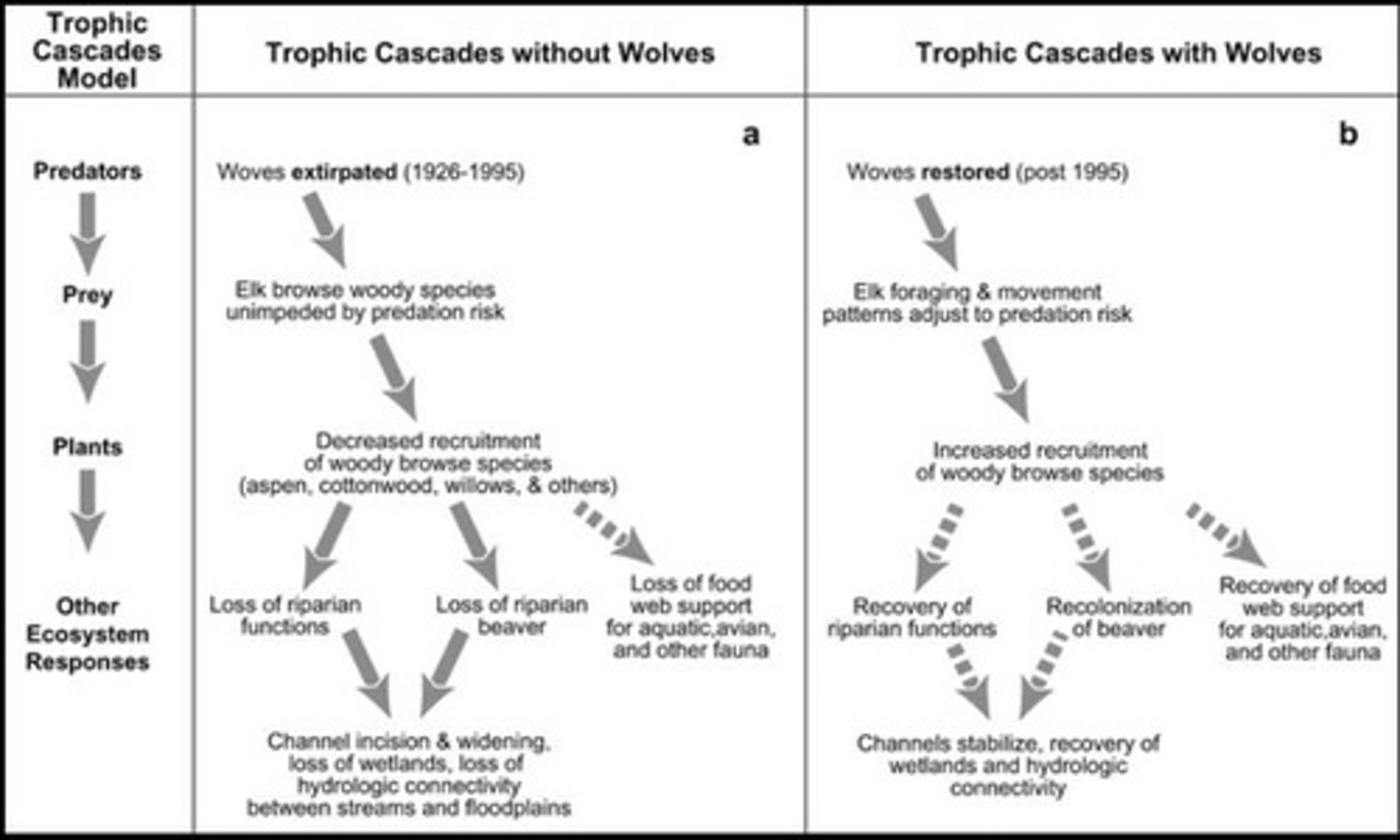 <p>A series of cause-and-effect events that occur after a change in an ecosystem.</p>