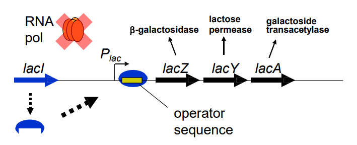 <p>What happens to the expression of the <strong>lacZ </strong>operon in the presence of <strong>low </strong>levels of lactose? (slide 8)</p>