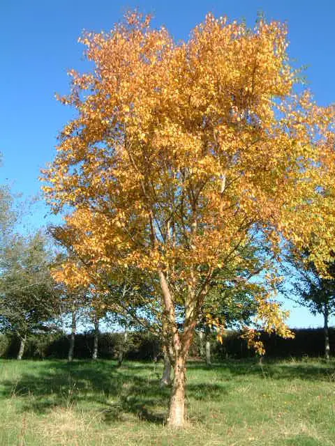 <p>Betula ermanii </p>