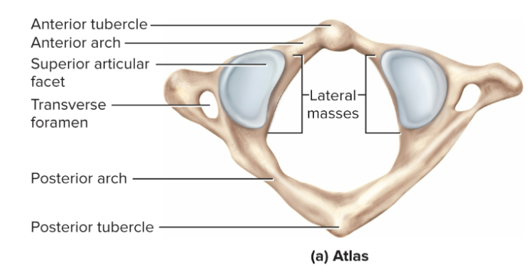 <p>Atlas</p>
