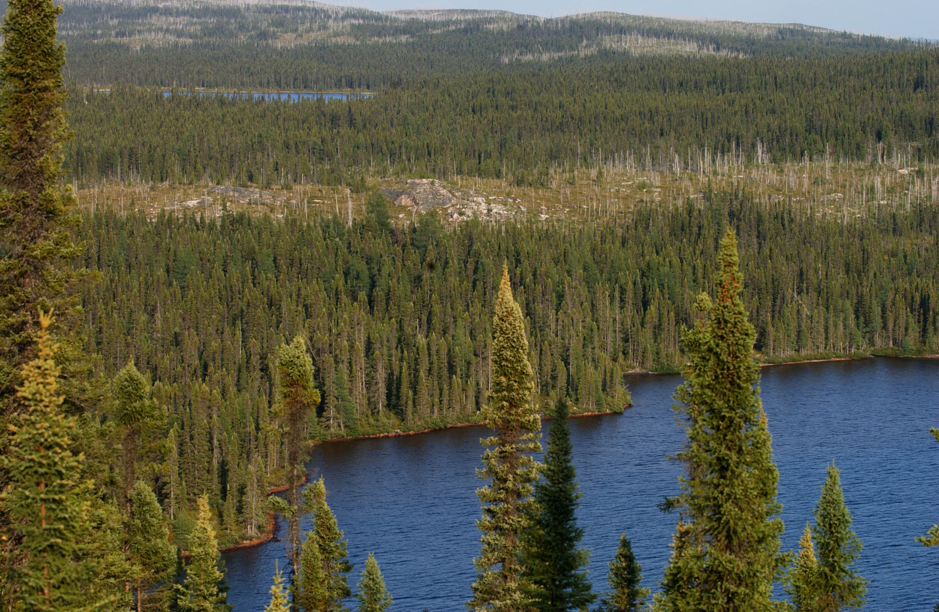 <p>Taiga</p>