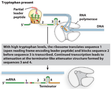 <ul><li><p>Once RNA polymerase starts the mRNA of the leader sequence the ribosome attaches and starts translation. </p></li><li><p>If trp is, present trp will be put into the protein at the trp codons and the ribosome will go to the stop codon before stalling. </p></li><li><p>this causes sequence 3 to bind to sequence 4<br>creating a stem-loop terminator (Rho-independent) which causes the RNA polymerase to fall off after making only 140 bases of the mRNA.</p></li></ul>