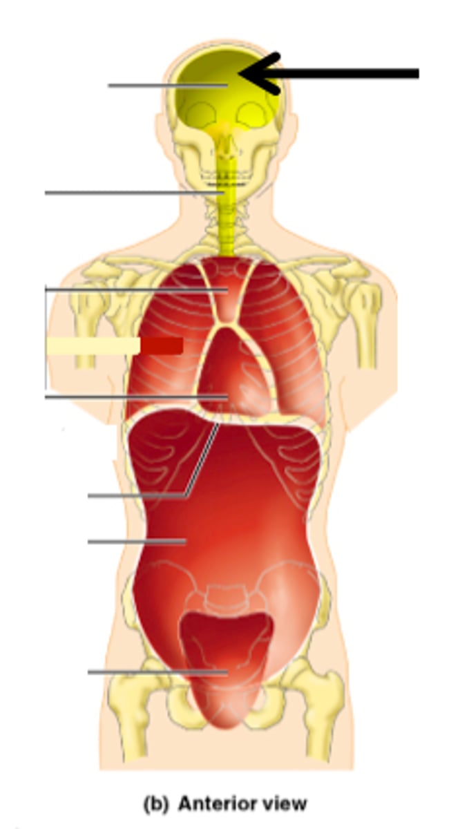 <p>contains the brain and pituitary gland</p>