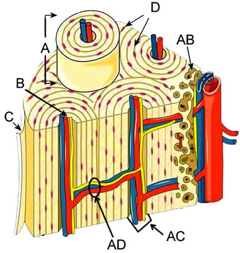 <p>Match the name of the structure to the correct label.</p>