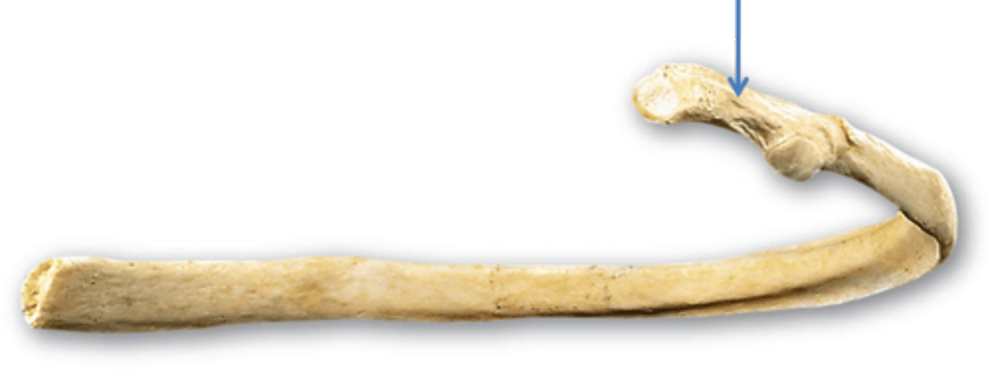 <p>in btw head + tubercle</p>