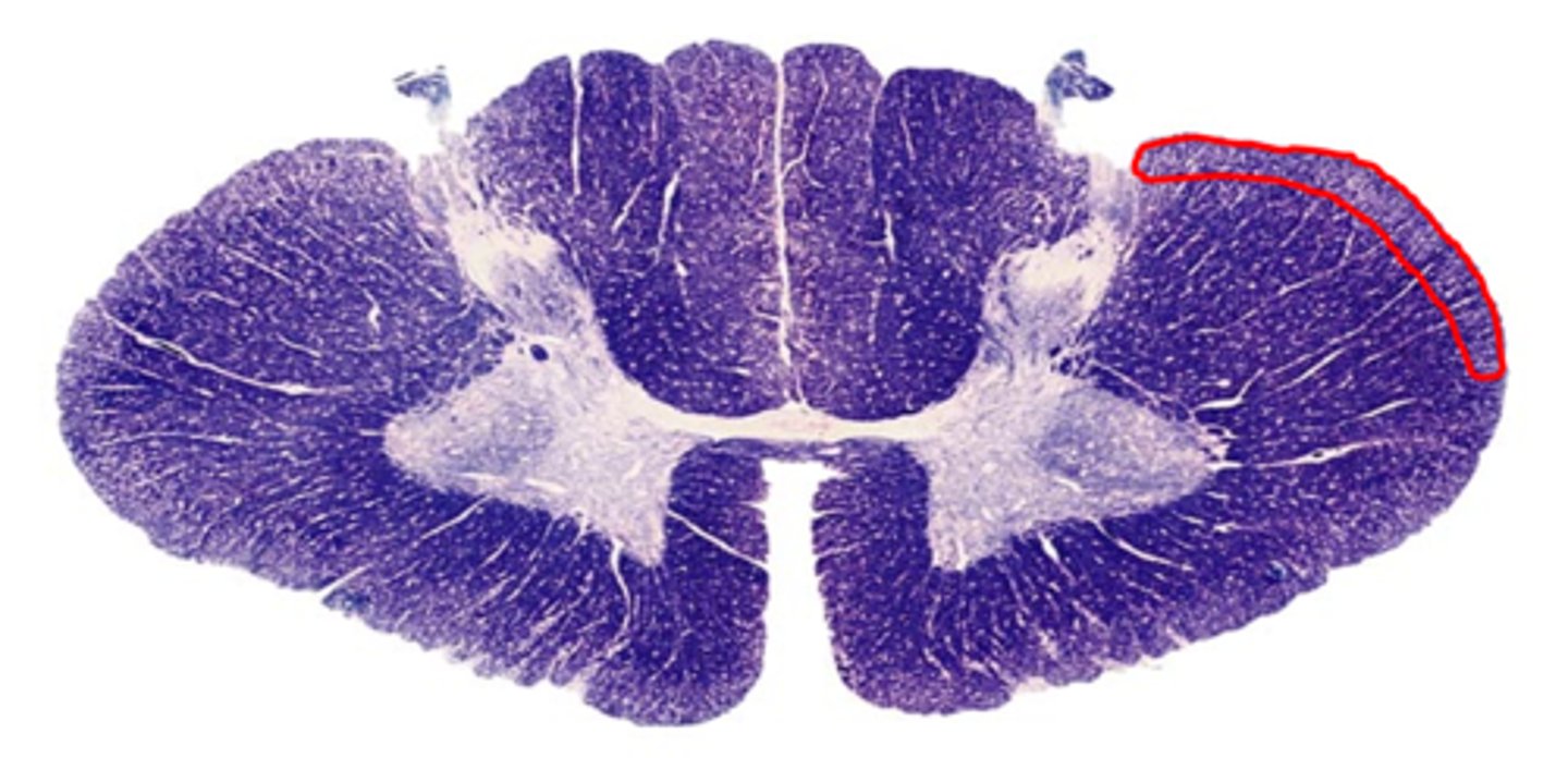 <p>exit brainstem via inferior &amp; superior cerebellar peduncles</p>