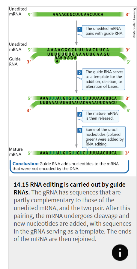 <p></p><ul><li><p>modifies sequences to produce an edited mRNA molecule</p></li><li><p>contains sequences that are partly complementary to segments of the unedited mRNA, and the two molecules undergo base pairing at these sequences </p></li><li><p>After the mRNA is anchored to the gRNA, the mRNA undergoes cleavage and nucleotides are added, deleted, or altered according to the template provided by the gRNA.</p></li></ul><p></p>