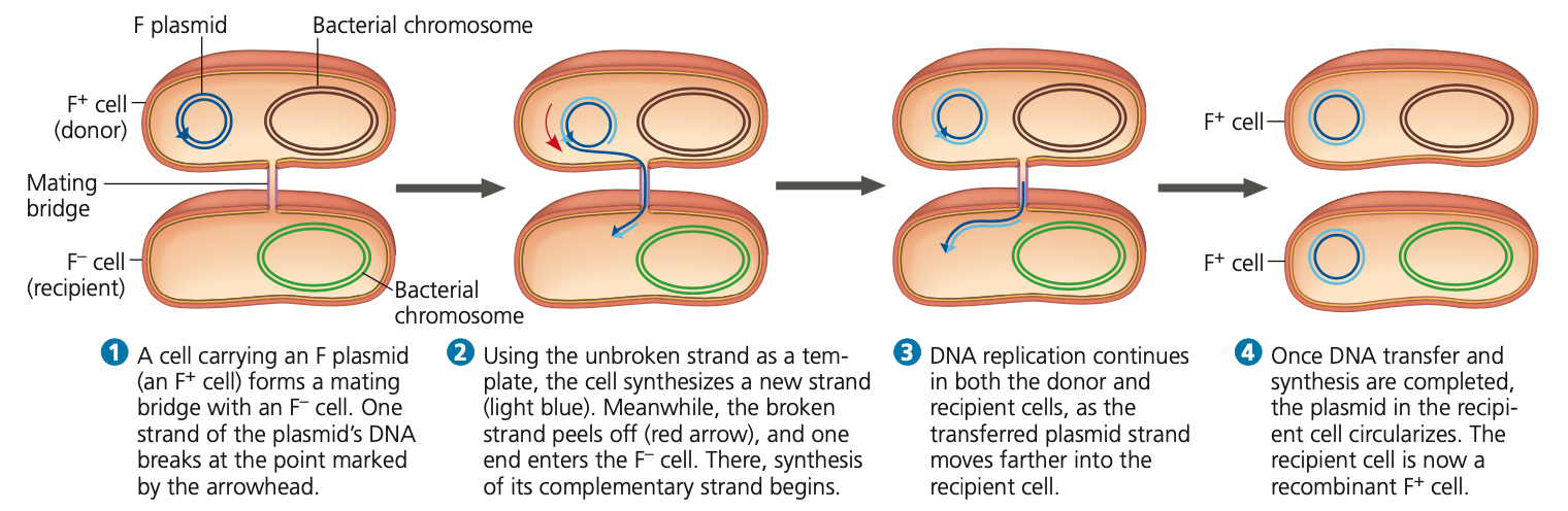 a. Cells containing the F plasmid (F+ cells) function as DNA donors during conjugation

b. Cells without the F plasmid (F- cells) function as DNA recipients during conjugation

c. F+ condition is transferable
- F+ converts an F - cell to F+ if a copy of the entire F + plasmid is transferred