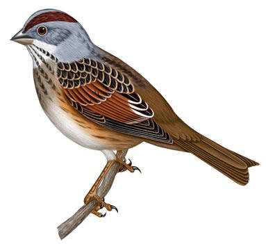 small bird