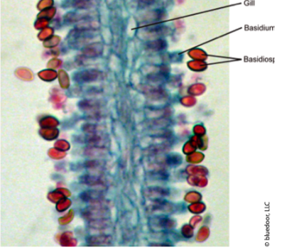 <p><span>group of fungi often referred to as the </span><strong>club fungi</strong><span> or </span><strong>basidiomycetes</strong></p>