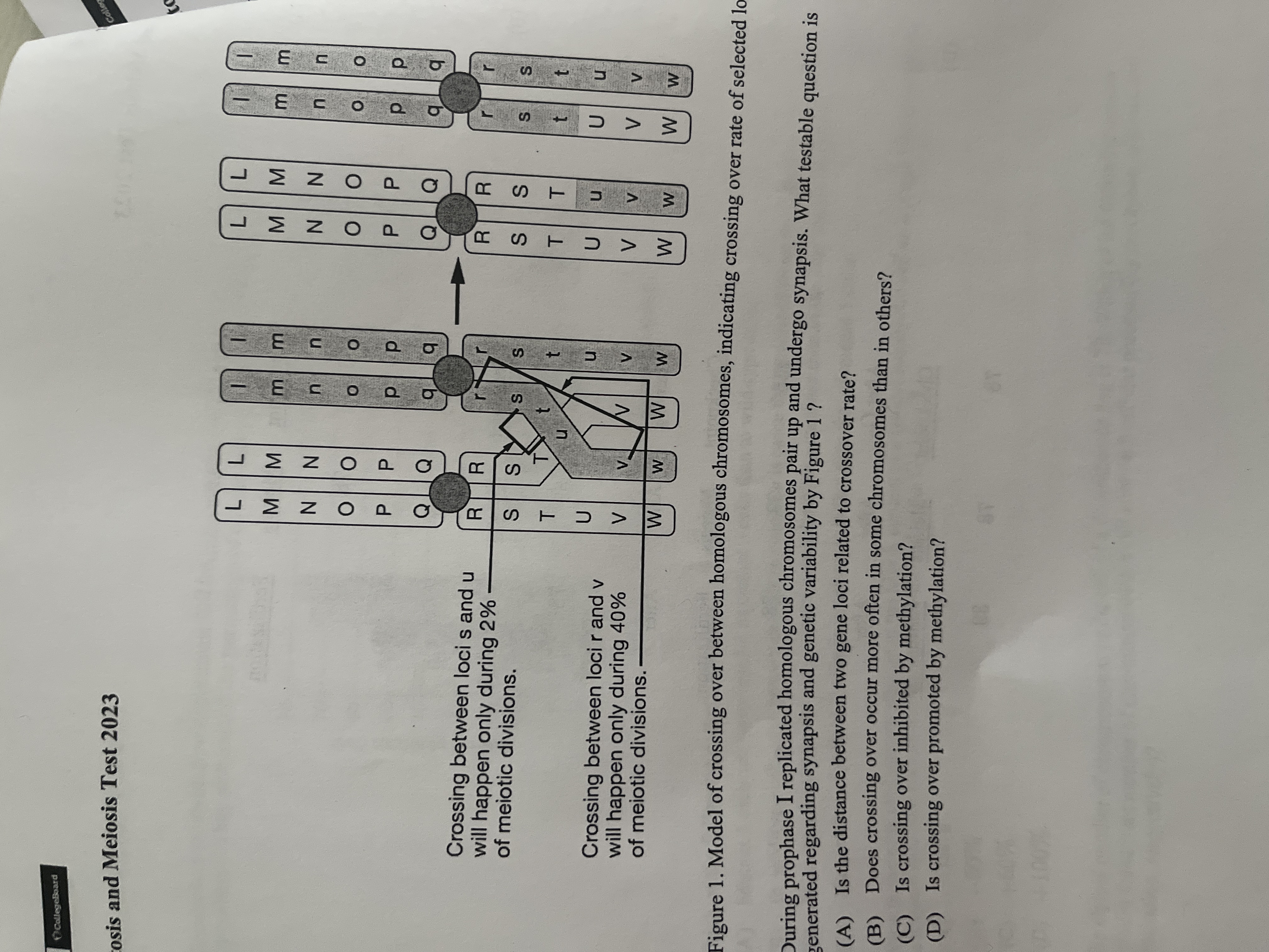 <p><span>During prophase I replicated homologous chromosomes pair up and undergo synapsis. What testable question generated regarding synopsis and genetic variability by Figure 1?</span></p>