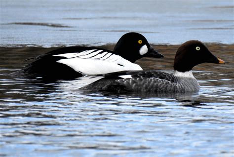 White at base of wings, dark head, dark underwing

Males: mostly white, white patch at bill base

Females: white/yellow bill tip