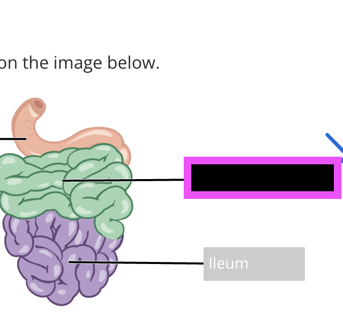 <p>(part of small intestine)</p>