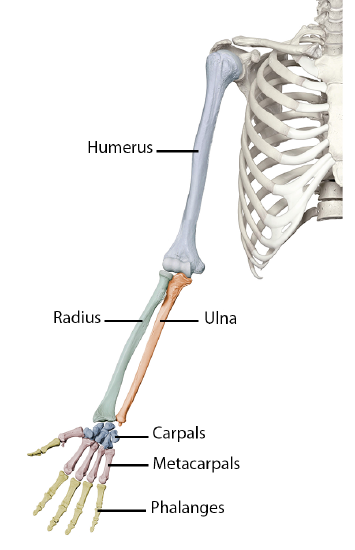 <ul><li><p>humerus</p></li><li><p>ulna</p></li><li><p>radius</p></li><li><p>carpals</p></li><li><p>metacarpals</p></li><li><p>phalanges</p></li></ul><p></p>