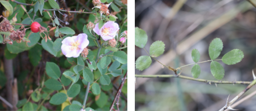 <ul><li><p>transitional zone</p></li><li><p>roundish pinkish, rose flowers.</p></li><li><p>pink fruits</p></li><li><p>round, serrated leaves</p></li><li><p>thorns</p></li></ul><p></p>