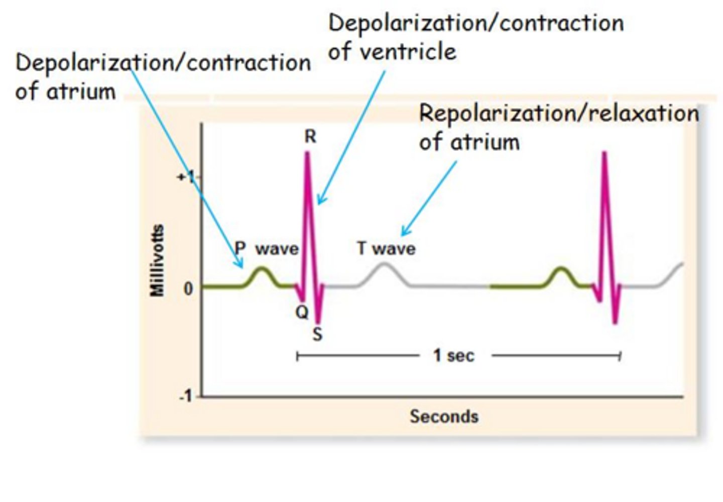 <p>The relaxation phase when ventricles fill; systole is</p>