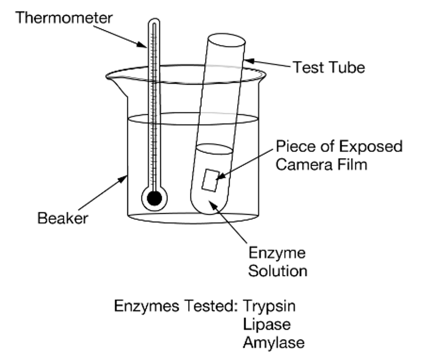 <p>A test tube containing a piece of exposed camera film submerged in water</p>